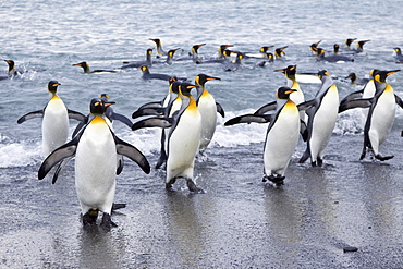 King Penguin (Aptenodytes patagonicus) breeding and nesting colonies on South Georgia Island, Southern Ocean.