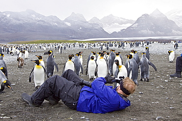 King Penguin (Aptenodytes patagonicus) breeding and nesting colonies on South Georgia Island, Southern Ocean.