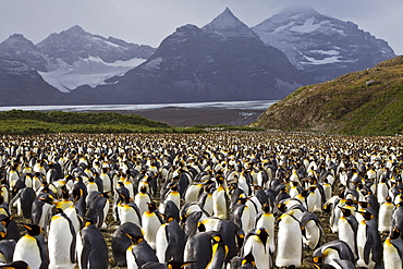 King Penguin (Aptenodytes patagonicus) breeding and nesting colonies on South Georgia Island, Southern Ocean. 