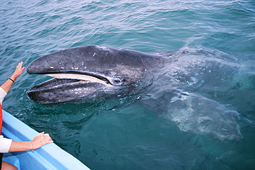 Gray whale calf with boat.  San Ignacio Lagoon, BCS, Mexico.