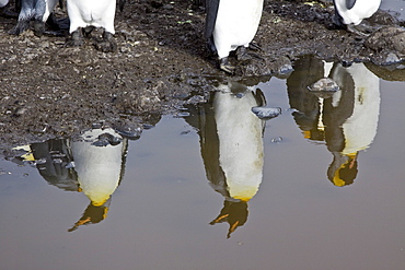 King Penguin (Aptenodytes patagonicus) breeding and nesting colonies on South Georgia Island, Southern Ocean. 