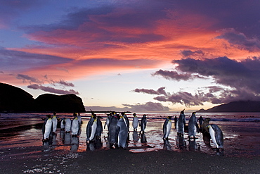 Sunrise on the king penguin (Aptenodytes patagonicus) breeding and nesting colonies at St. Andrews Bay on South Georgia Island, Southern Ocean. 