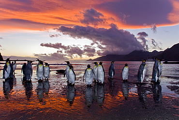 Sunrise on the king penguin (Aptenodytes patagonicus) breeding and nesting colonies at St. Andrews Bay on South Georgia Island, Southern Ocean. 