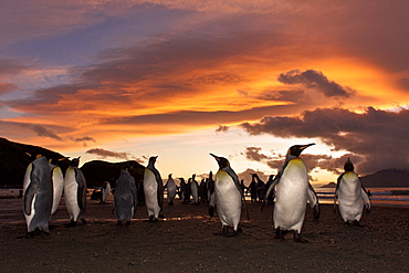 Sunrise on the king penguin (Aptenodytes patagonicus) breeding and nesting colonies at St. Andrews Bay on South Georgia Island, Southern Ocean.