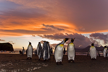 Sunrise on the king penguin (Aptenodytes patagonicus) breeding and nesting colonies at St. Andrews Bay on South Georgia Island, Southern Ocean. 