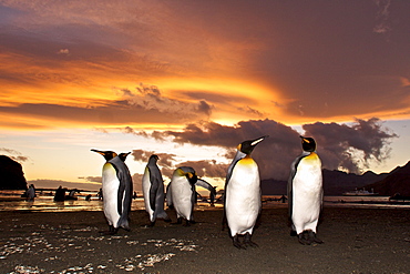 Sunrise on the king penguin (Aptenodytes patagonicus) breeding and nesting colonies at St. Andrews Bay on South Georgia Island, Southern Ocean. 