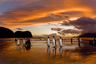 Sunrise on the king penguin (Aptenodytes patagonicus) breeding and nesting colonies at St. Andrews Bay on South Georgia Island, Southern Ocean. 