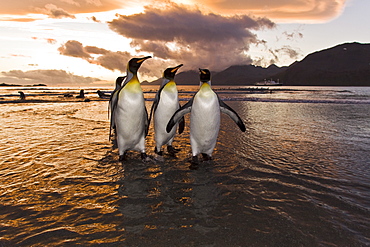 Sunrise on the king penguin (Aptenodytes patagonicus) breeding and nesting colonies at St. Andrews Bay on South Georgia Island, Southern Ocean. 