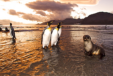 Sunrise on the king penguin (Aptenodytes patagonicus) breeding and nesting colonies at St. Andrews Bay on South Georgia Island, Southern Ocean. 