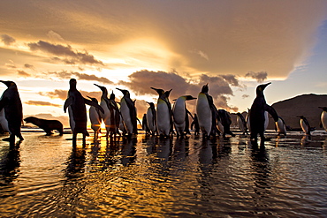 Sunrise on the king penguin (Aptenodytes patagonicus) breeding and nesting colonies at St. Andrews Bay on South Georgia Island, Southern Ocean. 