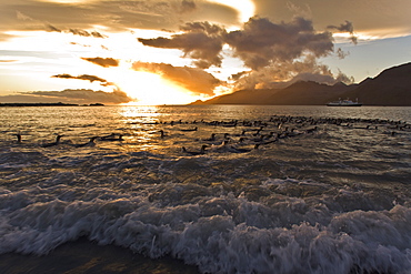 Sunrise on the king penguin (Aptenodytes patagonicus) breeding and nesting colonies at St. Andrews Bay on South Georgia Island, Southern Ocean. 