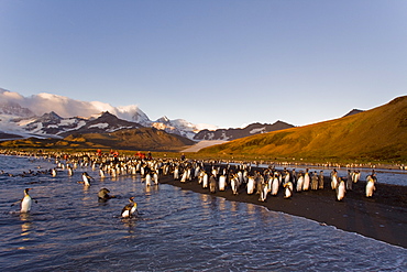 Sunrise on the king penguin (Aptenodytes patagonicus) breeding and nesting colonies at St. Andrews Bay on South Georgia Island, Southern Ocean. 