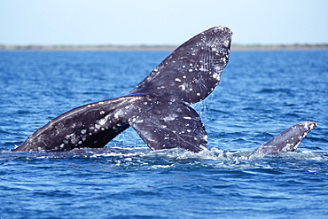 Adult gray whale courtship. San Ignacio Lagoon, Baja, Mexico.