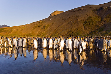 Sunrise on the king penguin (Aptenodytes patagonicus) breeding and nesting colonies at St. Andrews Bay on South Georgia Island, Southern Ocean. 