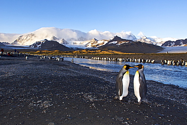 King Penguin (Aptenodytes patagonicus) breeding and nesting colonies on South Georgia Island, Southern Ocean. 