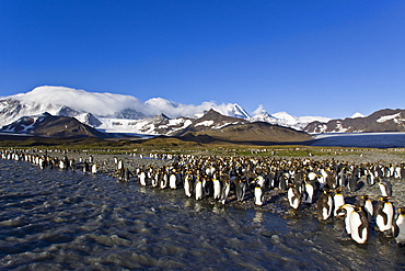 King Penguin (Aptenodytes patagonicus) breeding and nesting colonies on South Georgia Island, Southern Ocean. 
