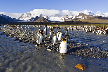 King Penguin (Aptenodytes patagonicus) breeding and nesting colonies on South Georgia Island, Southern Ocean. 