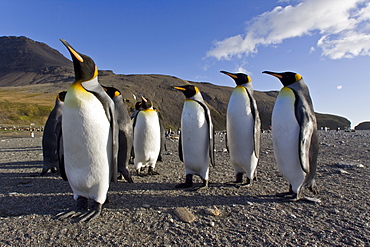 King Penguin (Aptenodytes patagonicus) breeding and nesting colonies on South Georgia Island, Southern Ocean. 