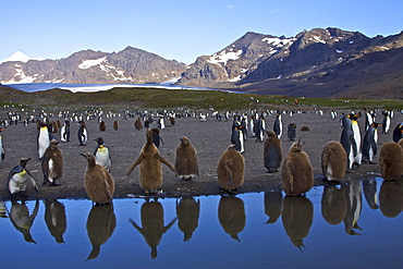 King Penguin (Aptenodytes patagonicus) breeding and nesting colonies on South Georgia Island, Southern Ocean. 