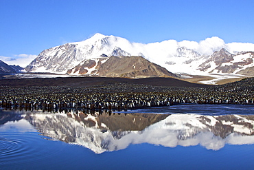 Reflected sunlight on king penguin (Aptenodytes patagonicus) breeding and nesting colonies on South Georgia Island, Southern Ocean. 