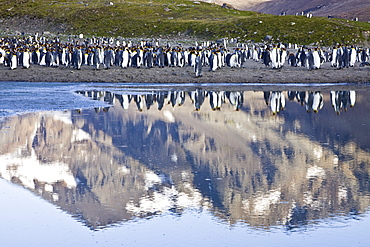 Reflected sunlight on king penguin (Aptenodytes patagonicus) breeding and nesting colonies on South Georgia Island, Southern Ocean. 