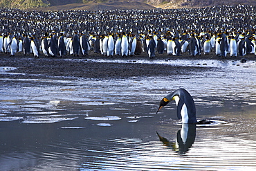 Reflected sunlight on king penguin (Aptenodytes patagonicus) breeding and nesting colonies on South Georgia Island, Southern Ocean. 