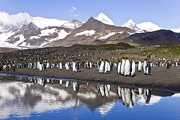 Reflected sunlight on king penguin (Aptenodytes patagonicus) breeding and nesting colonies on South Georgia Island, Southern Ocean. 