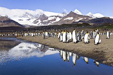 Reflected sunlight on king penguin (Aptenodytes patagonicus) breeding and nesting colonies on South Georgia Island, Southern Ocean. 