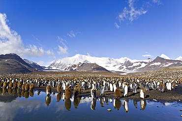 Reflected sunlight on king penguin (Aptenodytes patagonicus) breeding and nesting colonies on South Georgia Island, Southern Ocean. 