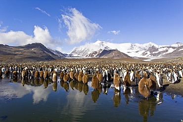 Reflected sunlight on king penguin (Aptenodytes patagonicus) breeding and nesting colonies on South Georgia Island, Southern Ocean. 