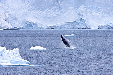 Adult Antarctic Minke Whale (Balaenoptera bonaerensis), also known as the Southern Minke Whale, breaching near the Antarctic Peninsula