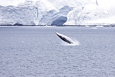 Adult Antarctic Minke Whale (Balaenoptera bonaerensis), also known as the Southern Minke Whale, breaching near the Antarctic Peninsula