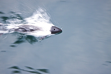 An adult Commerson's Dolphin (Cephalorhynchus commersonii) bow-riding off Carcass Island in the Falkland Islands, South Atlantic Ocean