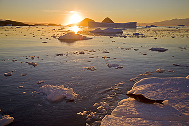 The Leopard seal (Hydrurga leptonyx) is the second largest species of seal in the Antarctic