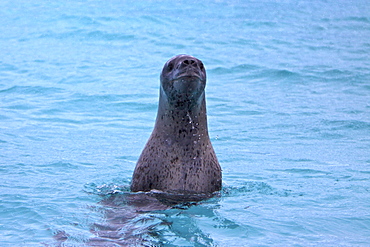 A large, curious, female leopard seal (Hydrurga leptonyx) inspects the Zodiac near Booth Island on the western side of the Antarctic Peninsula, Antarctica