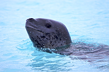 A large, curious, female leopard seal (Hydrurga leptonyx) inspects the Zodiac near Booth Island on the western side of the Antarctic Peninsula, Antarctica