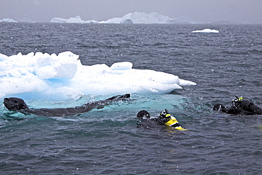 Divers Lisa Trotter and Robert Alexander enter the water with a large, curious, female leopard seal (Hydrurga leptonyx) near Booth Island on the western side of the Antarctic Peninsula, Antarctica