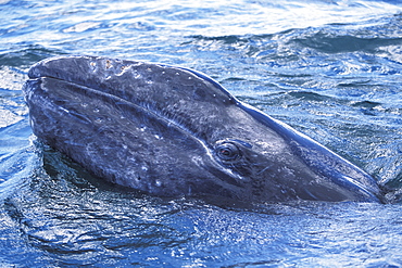 California Gray Whale (Eschrichtius robustus) calf approaches the boat (eye detail). San Ignacio Lagoon, Baja California Sur, Mexico.
