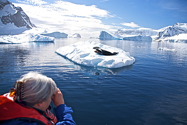 Kayaking with a leopard seal near Danco Island, Antarctica