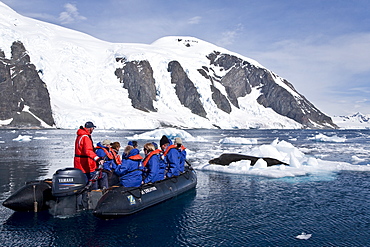 The Leopard seal (Hydrurga leptonyx) is the second largest species of seal in the Antarctic