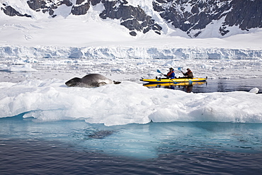 National Geographic photographer Joel Sartore and his wife Kathy kayaking with a leopard seal near Danco Island, Antarctica