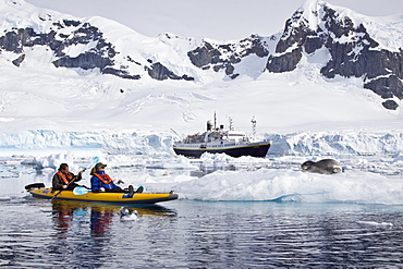 National Geographic photographer Joel Sartore and his wife Kathy kayaking with a leopard seal near Danco Island, Antarctica