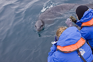 Adult male leopard seal (Hydrurga leptonyx) with Lindblad Expeditions guest in Zodiac