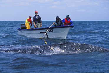 Researchers placing satellite tag on adult California Gray Whale (Eschrichtius robustus). San Ignacio Lagoon, Baja California Sur, Mexico. No model release.
