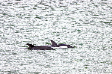 Adult Peale's Dolphin (Lagenorhynchus australis) foraging in extremely shallow water in Gypsy Cove, just outside of Stanley in the Falkland Islands, South Atlantic Ocean