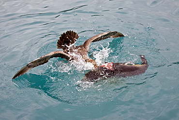 Southern Giant Petrel (Macronectes giganteus) and Northern Giant Petrel (Macronectes halli) tearing apart an Antarctic fur seal pup in the water at Grytviken on South Georgia, Southern Atlantic Ocean