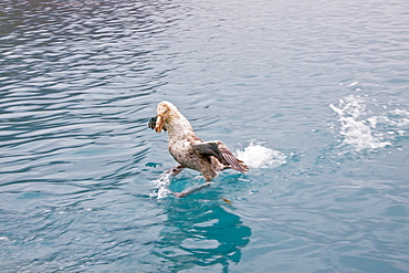 Southern Giant Petrel (Macronectes giganteus) and Northern Giant Petrel (Macronectes halli) tearing apart an Antarctic fur seal pup in the water at Grytviken on South Georgia, Southern Atlantic Ocean