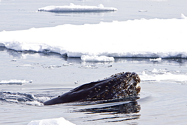 Humpback whale (Megaptera novaeangliae) calf spy-hopping in pack ice near the Antarctic Peninsula