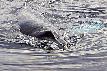 Humpback whale (Megaptera novaeangliae) surfacing near the Antarctic Peninsula