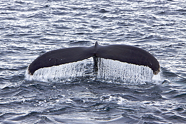 Humpback whale (Megaptera novaeangliae) fluke-up dive near the Antarctic Peninsula